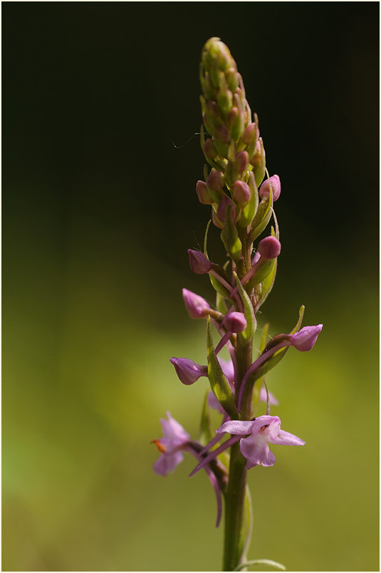 Mücken-Händelwurz (Gymnadenia conopsea)