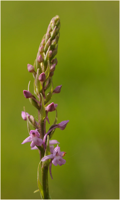 Mücken-Händelwurz (Gymnadenia conopsea)