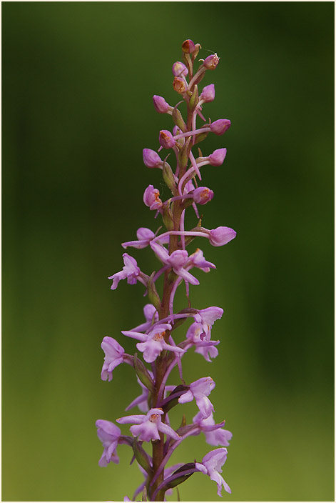 Mücken-Händelwurz (Gymnadenia conopsea)