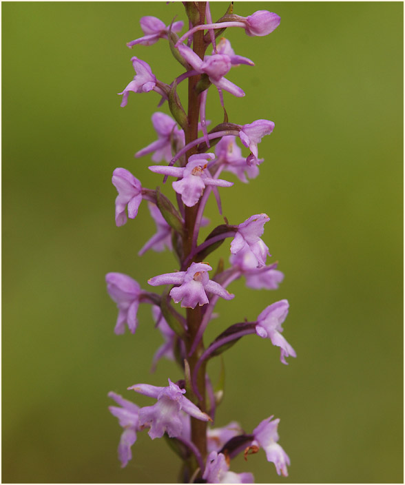 Mücken-Händelwurz (Gymnadenia conopsea)