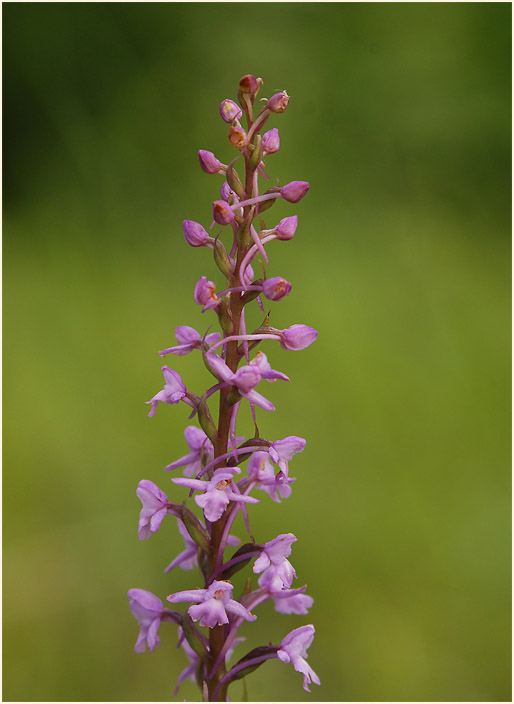 Mücken-Händelwurz (Gymnadenia conopsea)