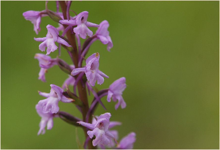 Mücken-Händelwurz (Gymnadenia conopsea)