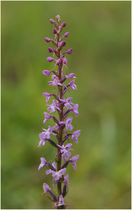 Mücken-Händelwurz (Gymnadenia conopsea)