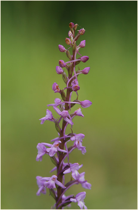 Mücken-Händelwurz (Gymnadenia conopsea)