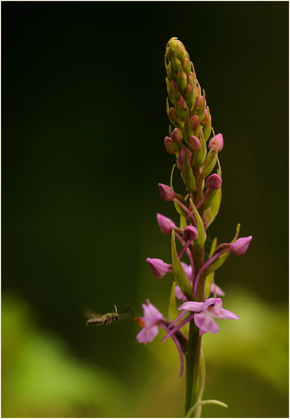 Mücken-Händelwurz (Gymnadenia conopsea)