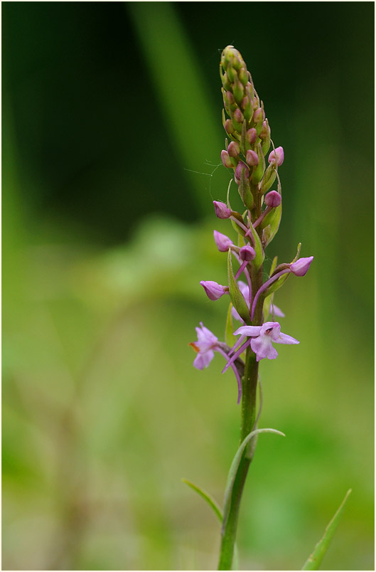 Mücken-Händelwurz (Gymnadenia conopsea)