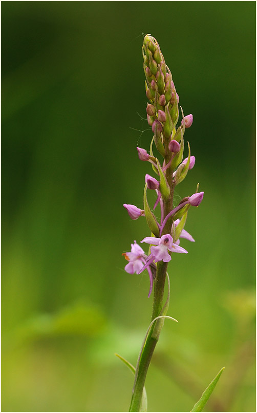 Mücken-Händelwurz (Gymnadenia conopsea)