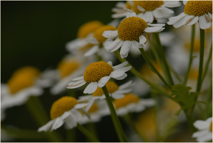 Mutterkraut (Chrysantemum parthenium)