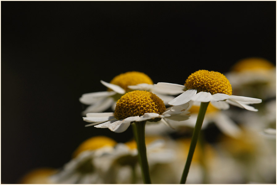 Mutterkraut (Chrysantemum parthenium)