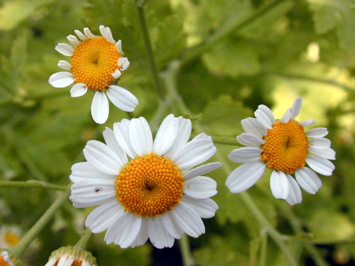 Mutterkraut (Chrysantemum parthenium)