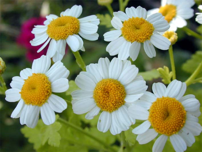 Mutterkraut (Chrysantemum parthenium)