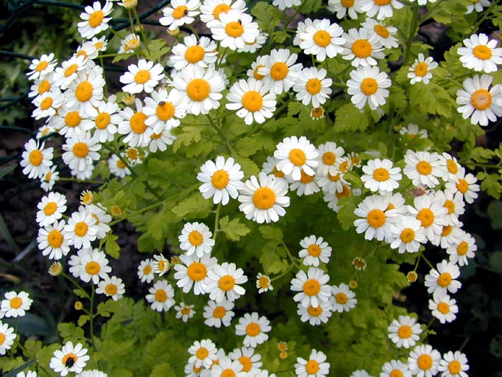 Mutterkraut (Chrysantemum parthenium)