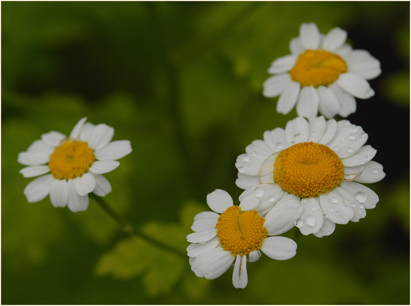 Mutterkraut (Chrysantemum parthenium)