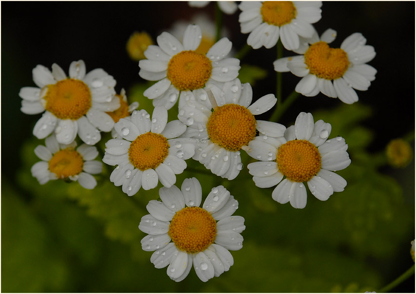 Mutterkraut (Chrysantemum parthenium)