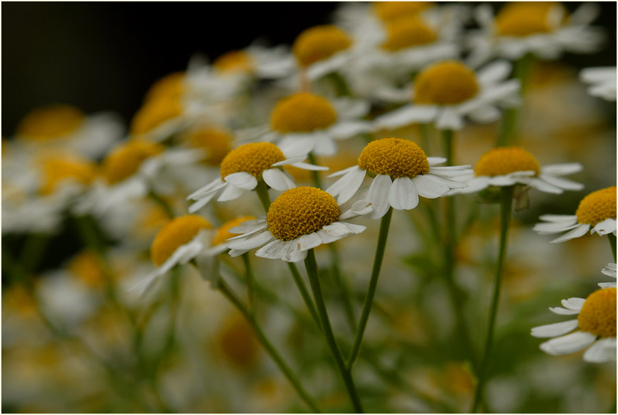 Mutterkraut (Chrysantemum parthenium)