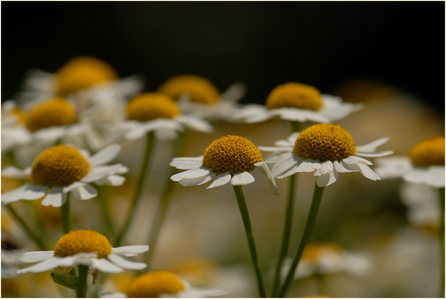 Mutterkraut (Chrysantemum parthenium)