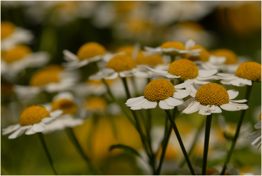 Mutterkraut (Chrysantemum parthenium)