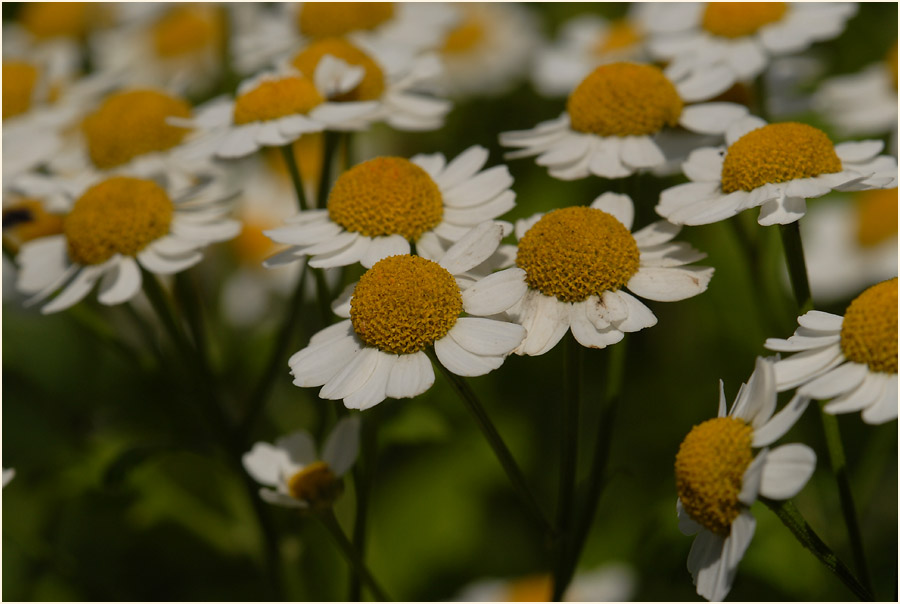 Mutterkraut (Chrysantemum parthenium)