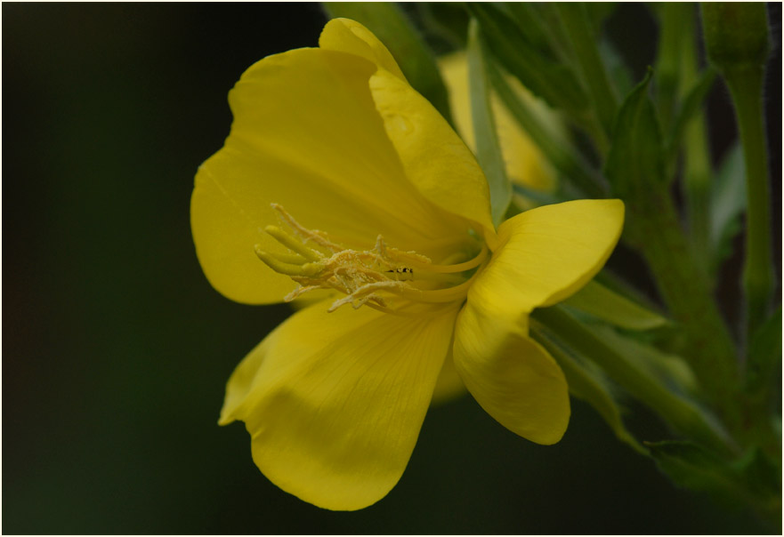 Nachtkerze(Oenothera)