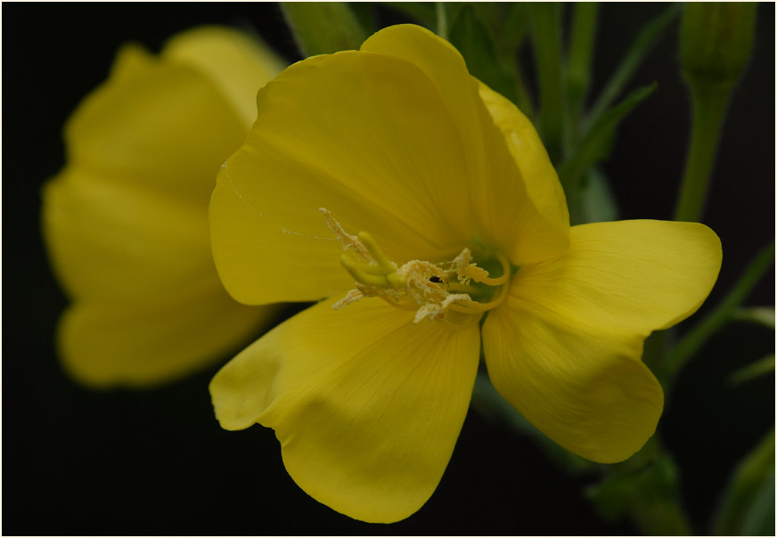 Nachtkerze(Oenothera)