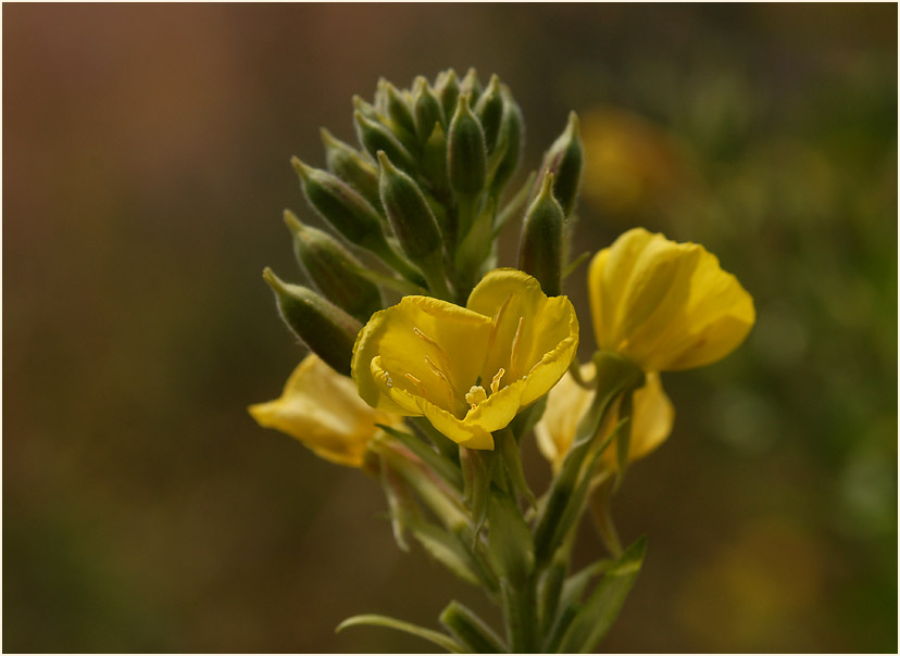 Nachtkerze(Oenothera)