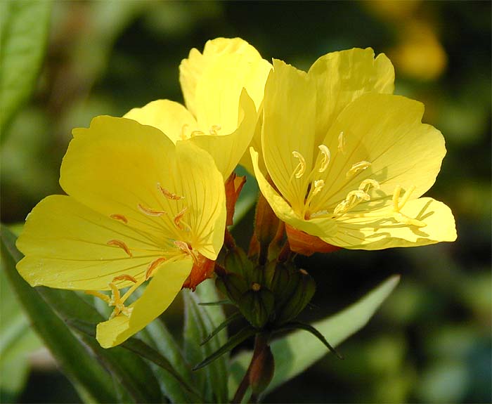 Nachtkerze(Oenothera)