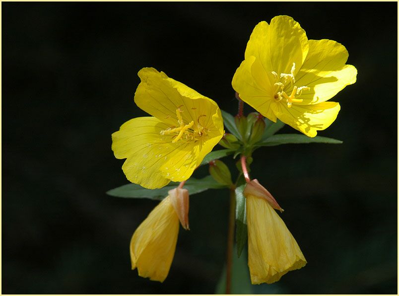 Nachtkerze(Oenothera)