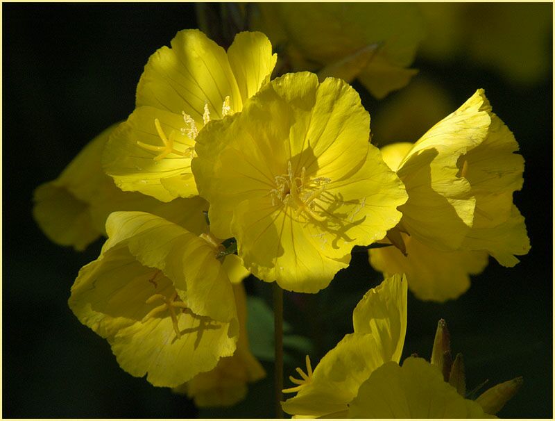 Nachtkerze(Oenothera)