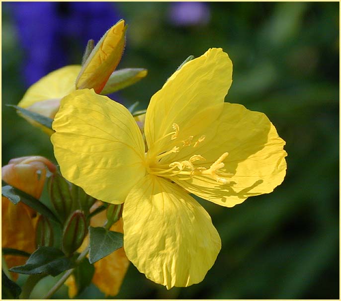 Nachtkerze(Oenothera)