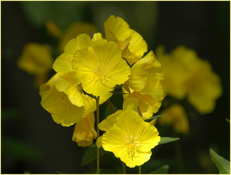 Nachtkerze(Oenothera)