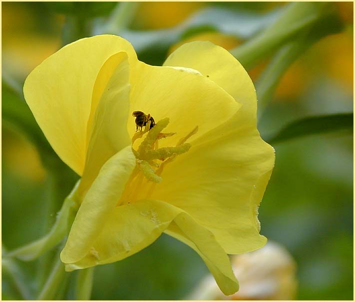 Nachtkerze(Oenothera)