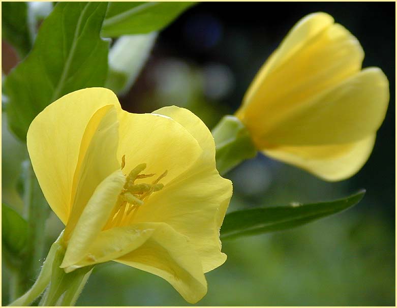 Nachtkerze(Oenothera)