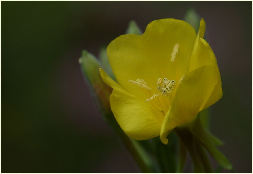 Nachtkerze(Oenothera)