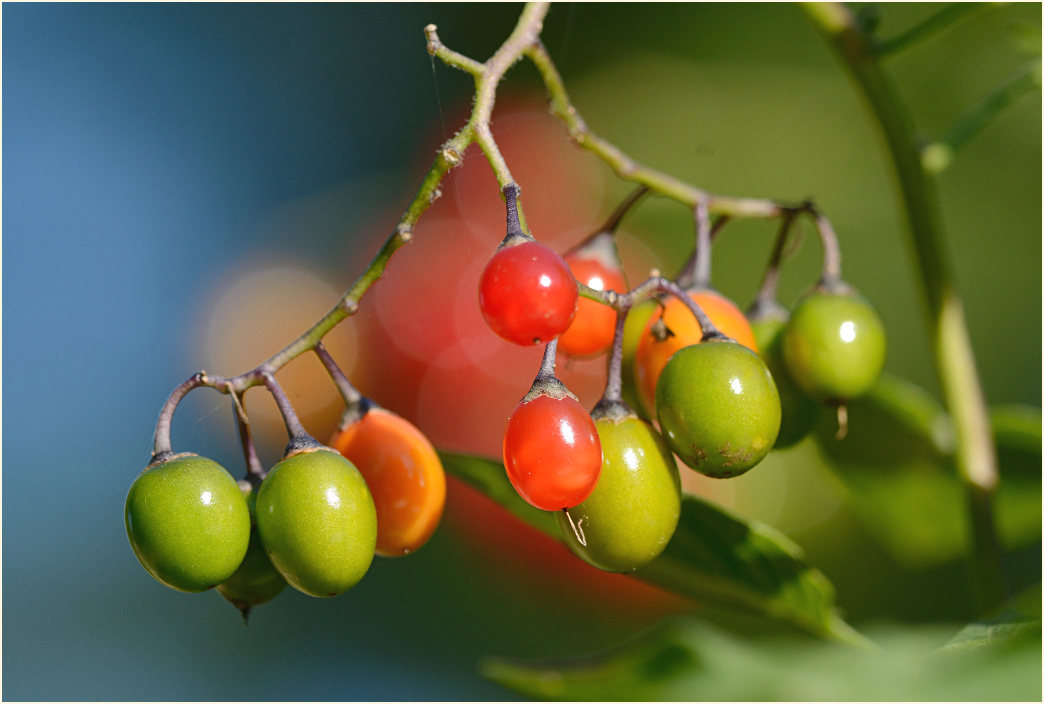 Bittersüßer Nachtschatten (Solanum dulcamara)