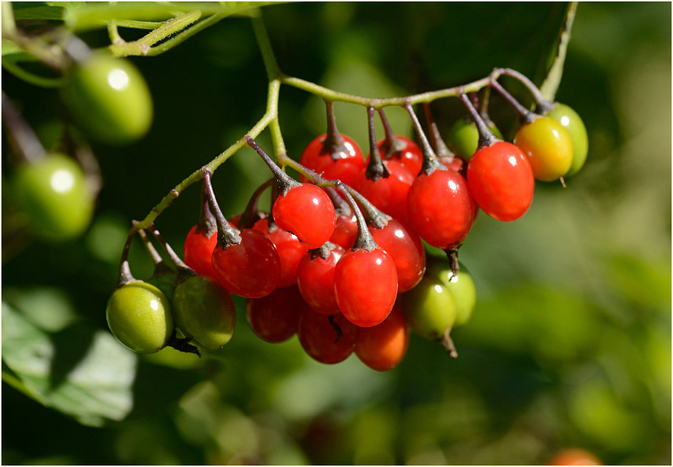 Bittersüßer Nachtschatten (Solanum dulcamara)