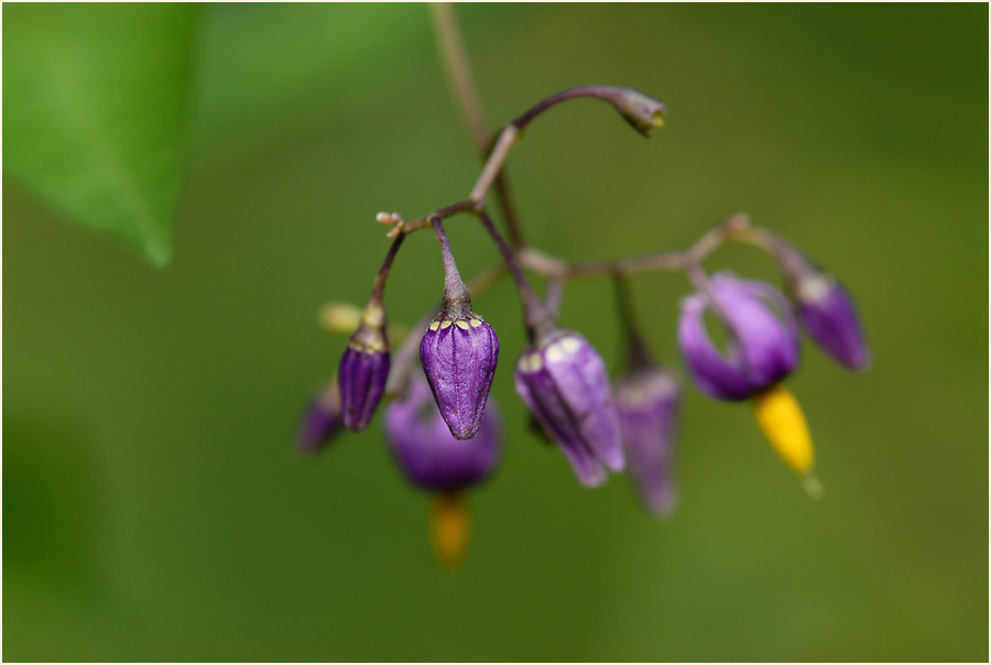 Bittersüßer Nachtschatten (Solanum dulcamara)