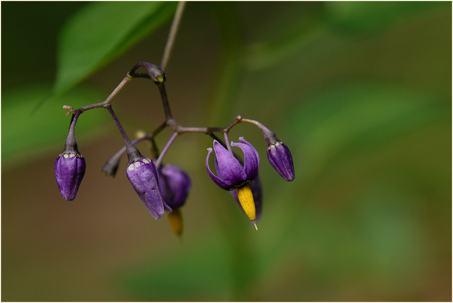 Bittersüßer Nachtschatten (Solanum dulcamara)