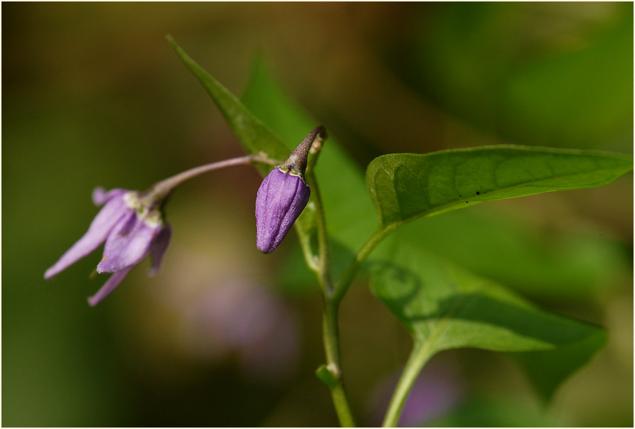 Bittersüßer Nachtschatten (Solanum dulcamara)