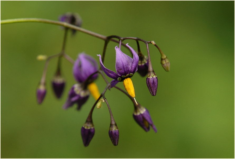 Bittersüßer Nachtschatten (Solanum dulcamara)