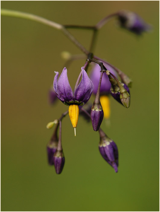 Bittersüßer Nachtschatten (Solanum dulcamara)