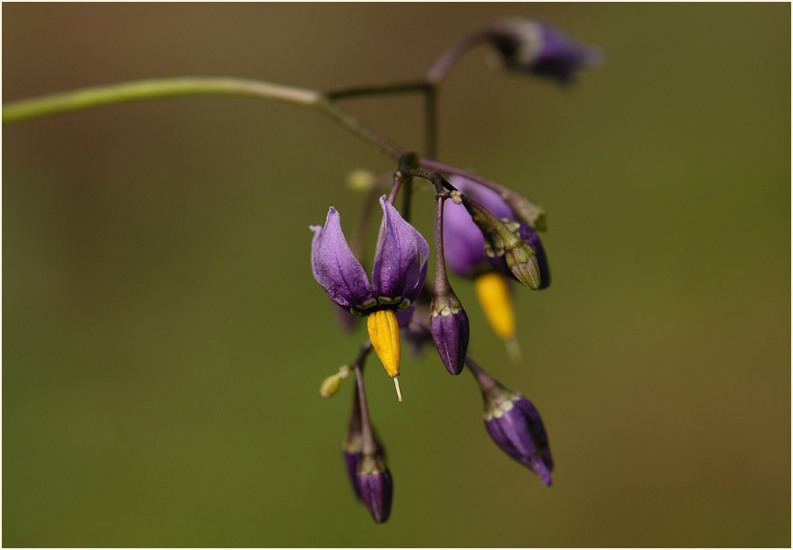 Bittersüßer Nachtschatten (Solanum dulcamara)