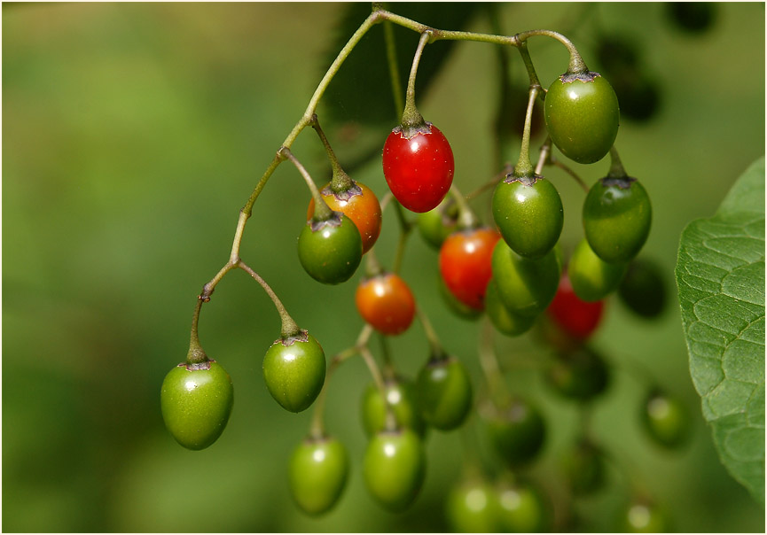 Bittersüßer Nachtschatten (Solanum dulcamara)