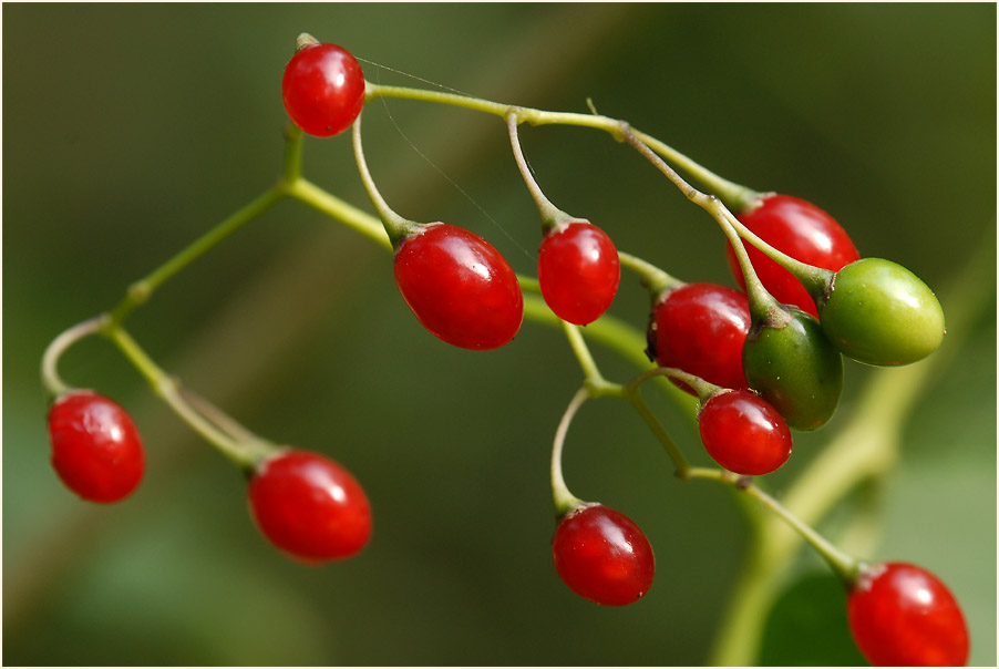 Bittersüßer Nachtschatten (Solanum dulcamara)