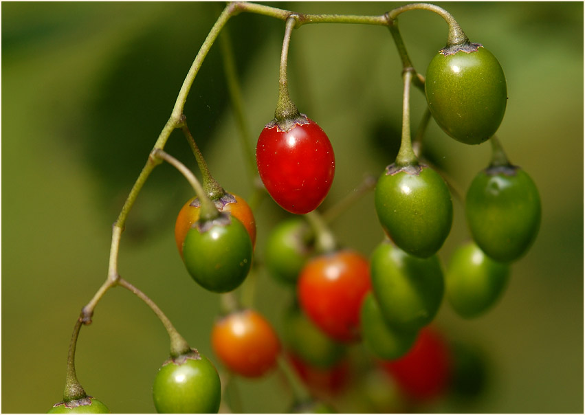 Bittersüßer Nachtschatten (Solanum dulcamara)