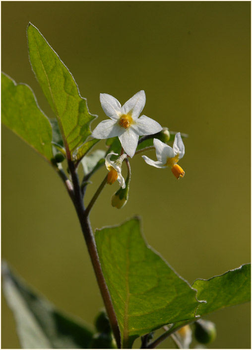 Schwarzer Nachtschatten (Solanum nigrum)