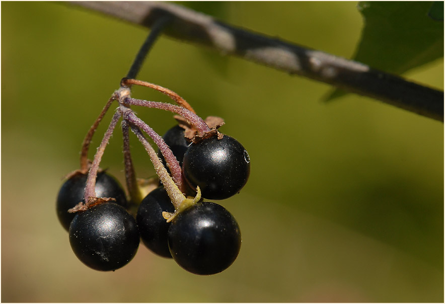 Schwarzer Nachtschatten (Solanum nigrum)