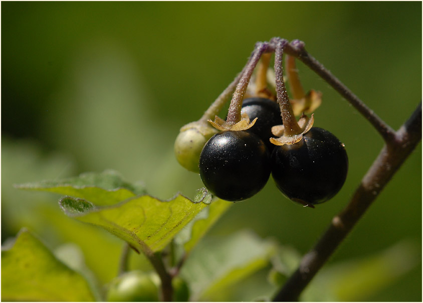 Schwarzer Nachtschatten (Solanum nigrum)