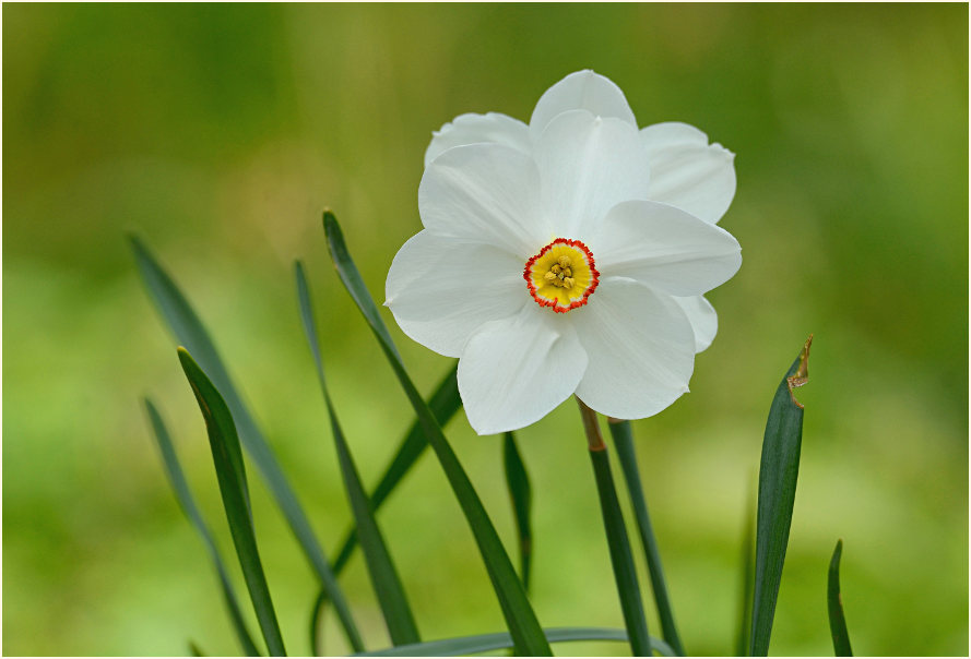 Narzisse (Narcissus)