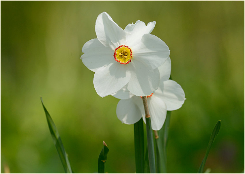 Narzisse (Narcissus)