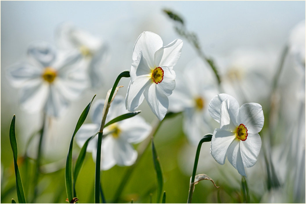 Narzisse (Narcissus)